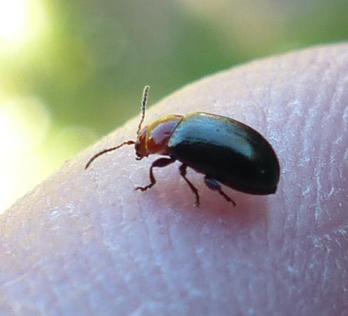 Podagrica fuscipes