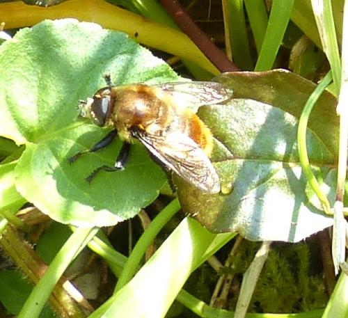 Merodon equestris