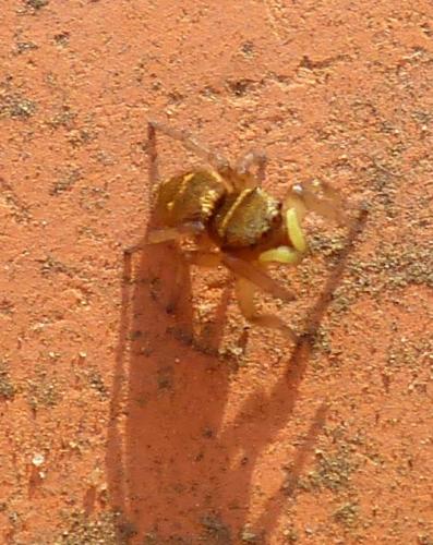 Heliophanus tribulosus