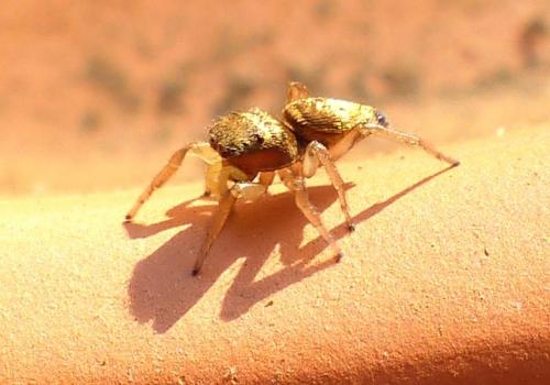 Heliophanus tribulosus