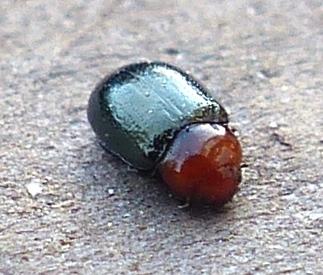 Podagrica fuscipes