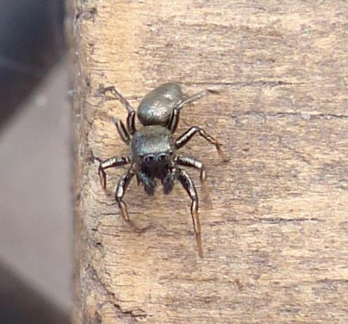 Heliophanus cupreus