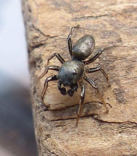 Heliophanus cupreus