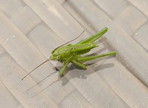 Tettigonia viridissima
