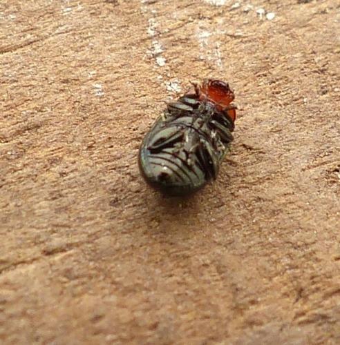 Podagrica fuscipes