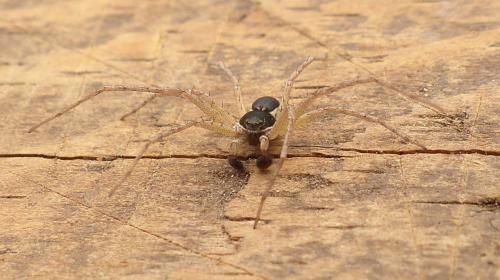 Philodromus dispar