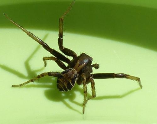 Réf. 204 148 : Xysticus sp.