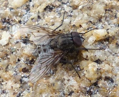 Helina sp.