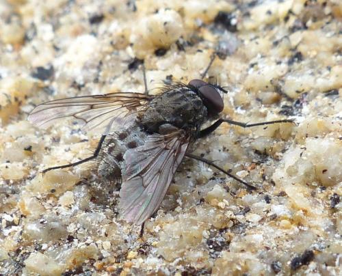 Helina sp.