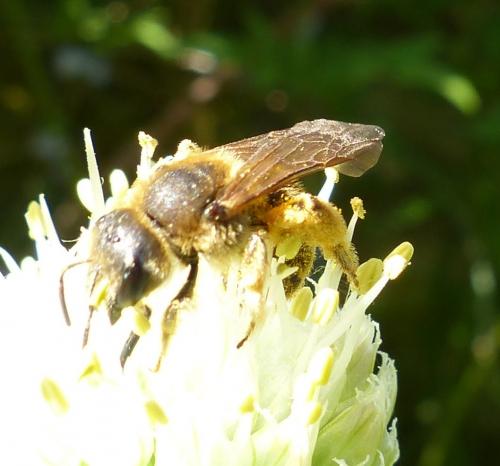 Réf. 204 219 : Halictus scabiosae