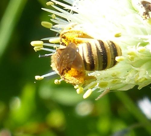 Réf. 204 220 : Halictus scabiosae