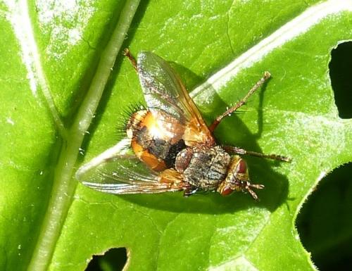 Tachina fera