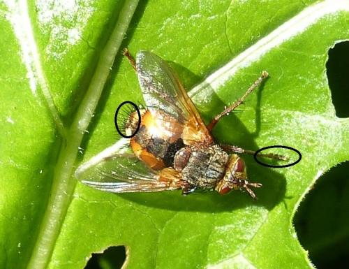 Tachina fera