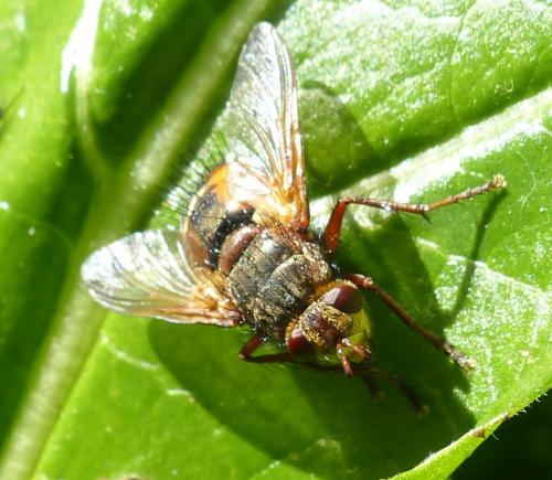 Réf. 204 218 : Tachina fera