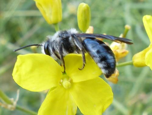 Andrena agilissima