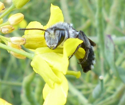 Andrena agilissima