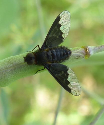 Réf. 204 280 : Hemipenthes morio