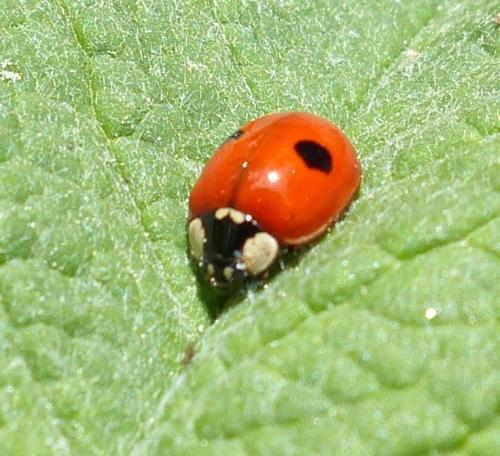 Réf. 204 281 : Adalia bipunctata bipunctata