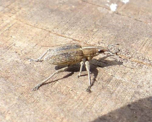 Réf. 204 298 : Charagmus gressorius