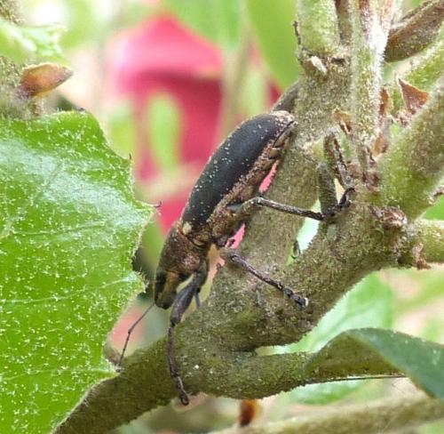 Brachyderes lusitanicus