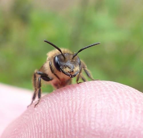 Andrena florea
