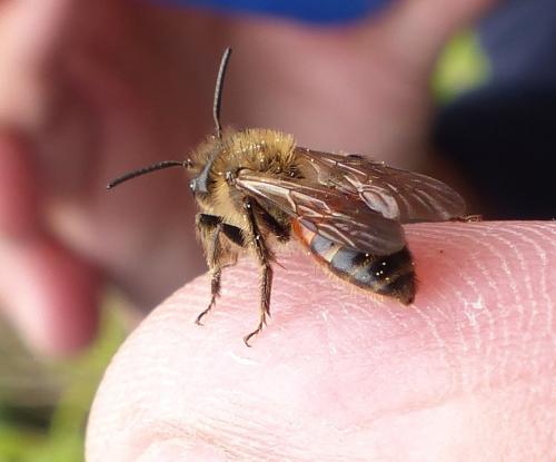 Andrena florea