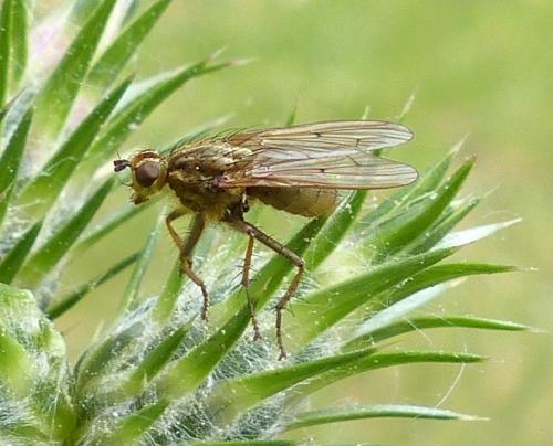 Scathophaga stercoraria