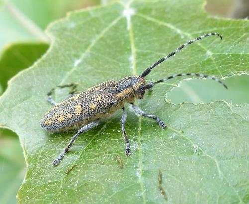 Saperda populnea