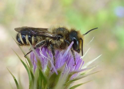 Réf. 204 497 : Megachile sp.