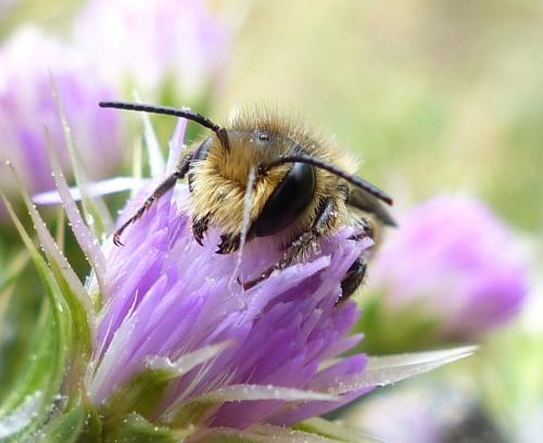 Réf. 204 498 : Megachile sp.
