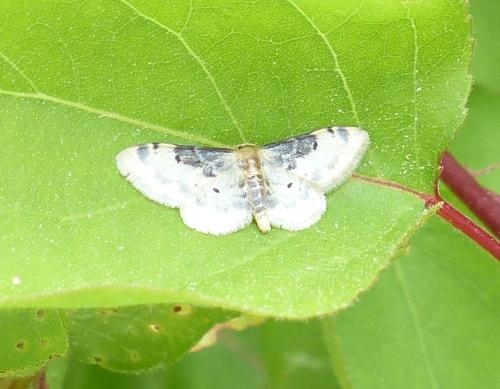Réf. 204 439 : Idaea filicata