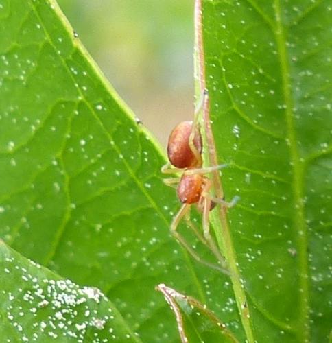 Nigma sp.
