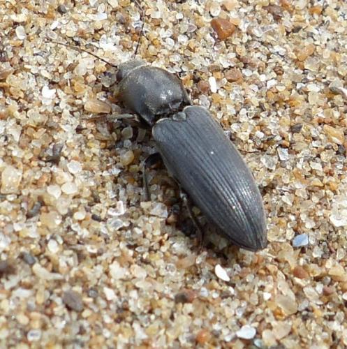 Réf. 204 438 : Cardiophorinae inconnu