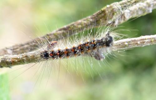Lymantria dispar