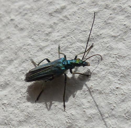 Oedemera nobilis
