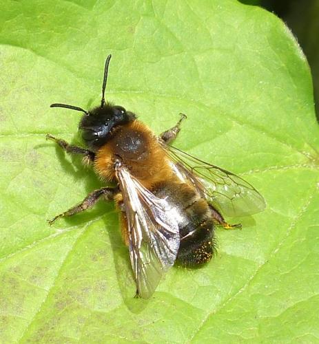 Andrena nigroaenea