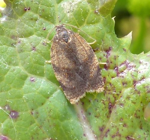 Réf. 204 598 : Cacoecimorpha pronubana