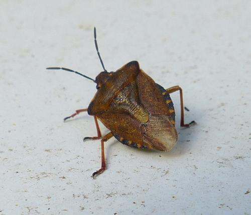 Carpocoris purpureipennis