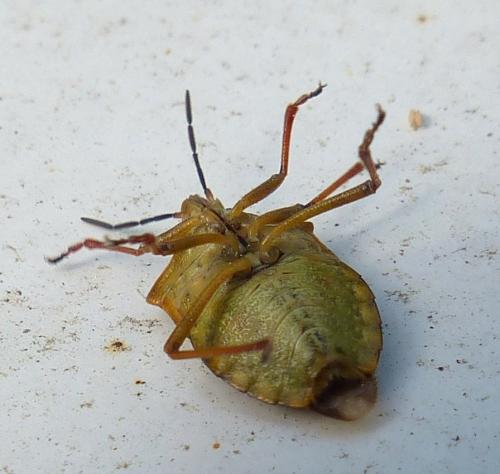 Carpocoris purpureipennis
