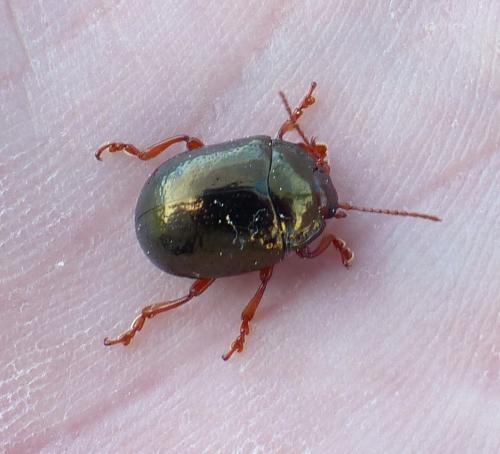 Chrysolina bankii
