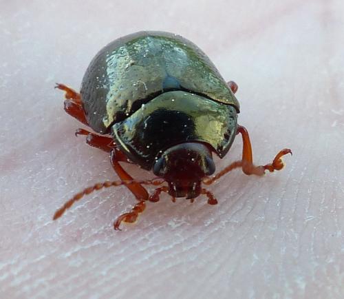 Réf. 204 561 : Chrysolina bankii