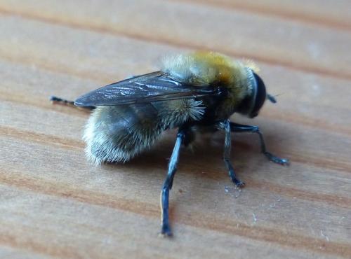 Merodon equestris