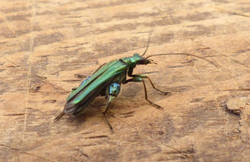 Oedemera nobilis