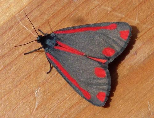 Réf. 204 685 : Tyria jacobaeae