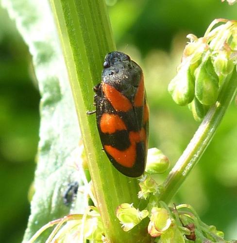 Réf. 204 731 : Cercopis vulnerata