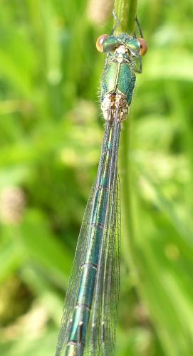Lestes dryas
