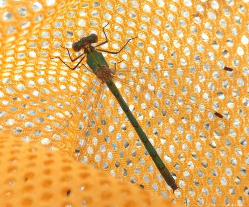 Lestes dryas