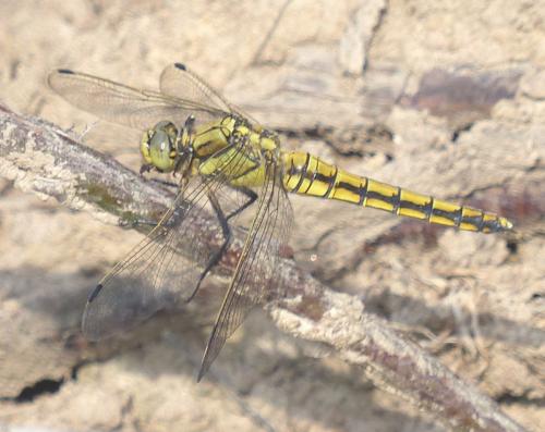 Orthetrum cancellatum