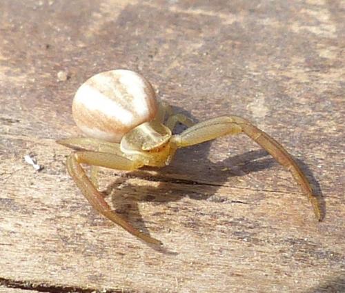 Runcinia grammica