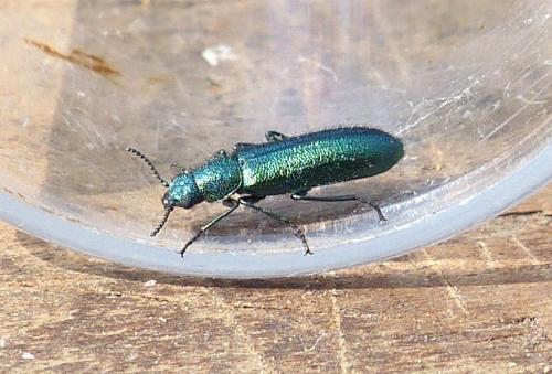 Réf. 204 806 : Psilothrix viridicoerulea